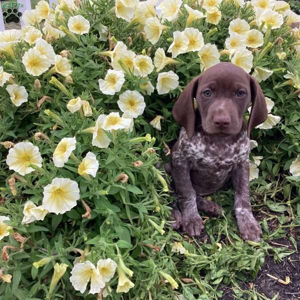 Rosemary, German Shorthaired Pointer Puppy