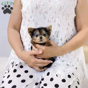 Nacho, Yorkie Puppy