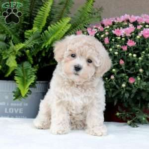 Bich-poo Puppies For Sale - Greenfield Puppies