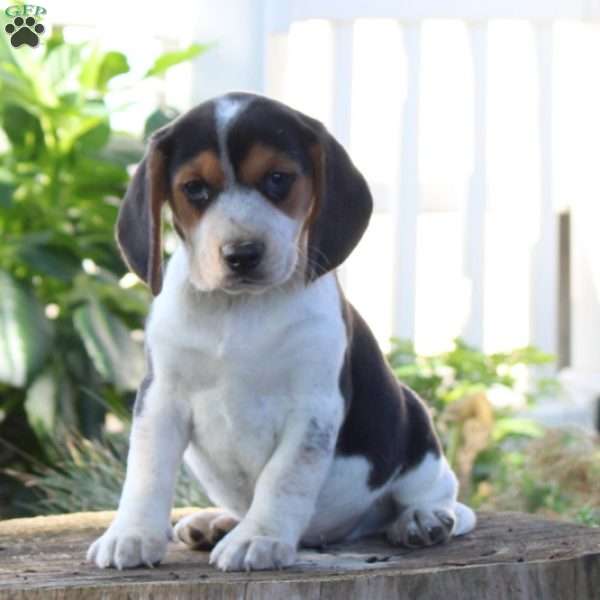Isaac, Beagle Puppy