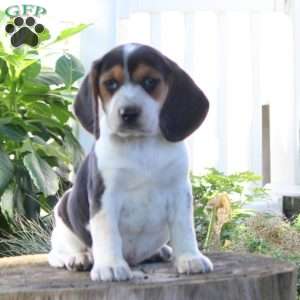 Isaac, Beagle Puppy