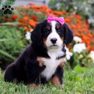Ivy, Bernese Mountain Dog Puppy