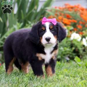 Ivy, Bernese Mountain Dog Puppy