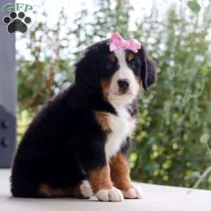 Izzy, Bernese Mountain Dog Puppy
