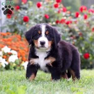 Jack, Bernese Mountain Dog Puppy