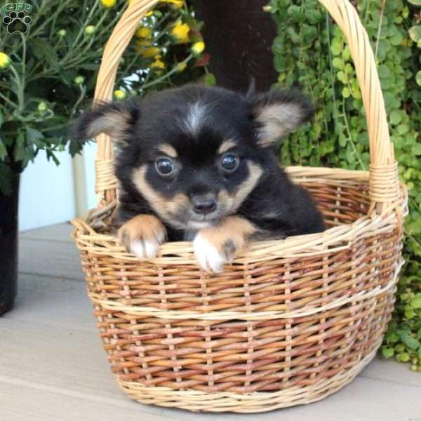 Jackson, Chihuahua Puppy