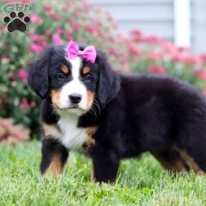 Jade, Bernese Mountain Dog Puppy