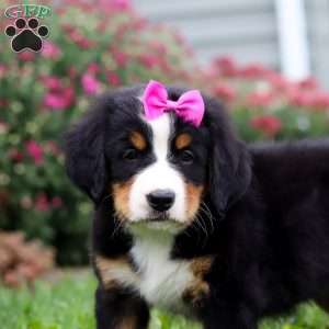 Jade, Bernese Mountain Dog Puppy