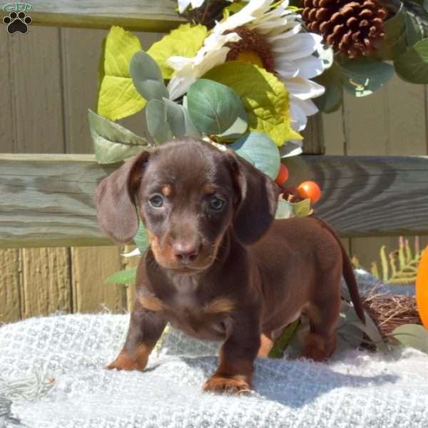 Jasper, Dachshund Puppy