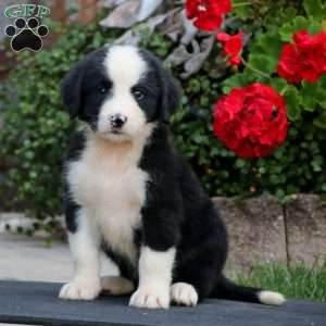 Samuel King - Dog Breeder - Greenfield Puppies