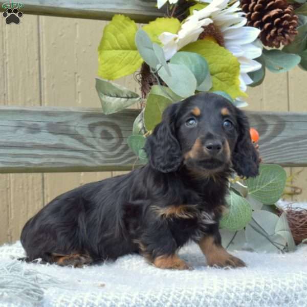 Jet, Dachshund Puppy