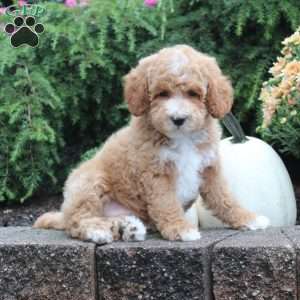 Jitters, Cavapoo Puppy
