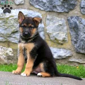 German Shepherd Puppies For Sale - Greenfield Puppies