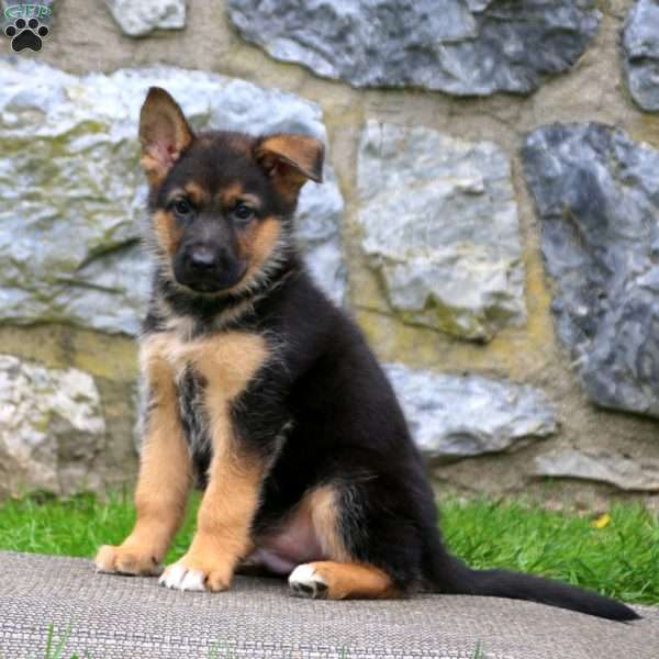 Judge - German Shepherd Puppy For Sale in Pennsylvania