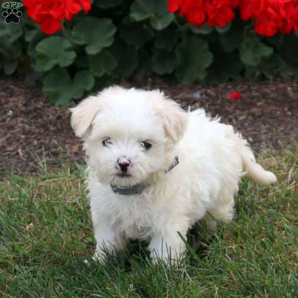 Kirk, Maltese Puppy