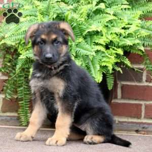 German Shepherd Puppies For Sale - Greenfield Puppies