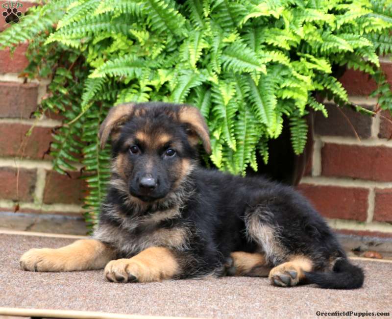 Krissy - German Shepherd Puppy For Sale in Pennsylvania