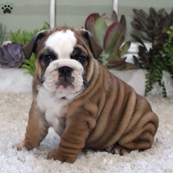 Kylie, English Bulldog Puppy