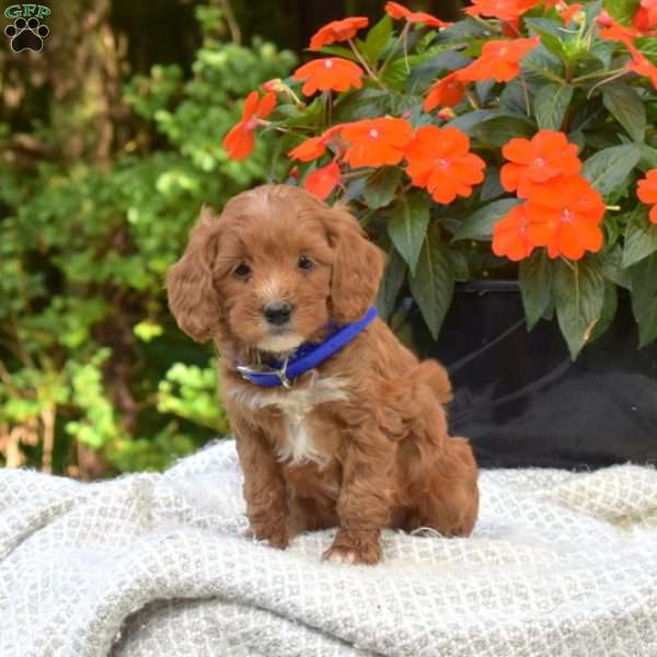 Latte, Mini Bernedoodle Puppy