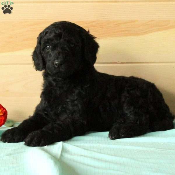 Libby, Standard Poodle Puppy