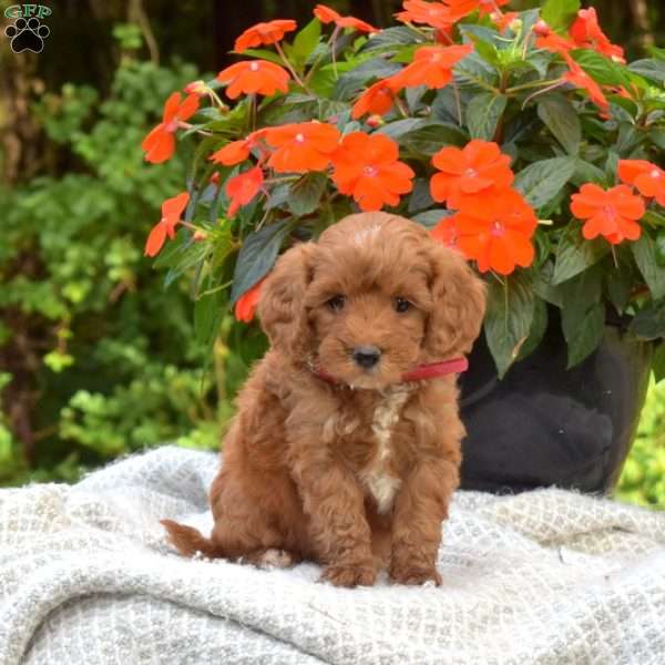 Lincoln, Mini Bernedoodle Puppy