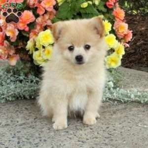 Pomeranian Puppies For Sale - Greenfield Puppies