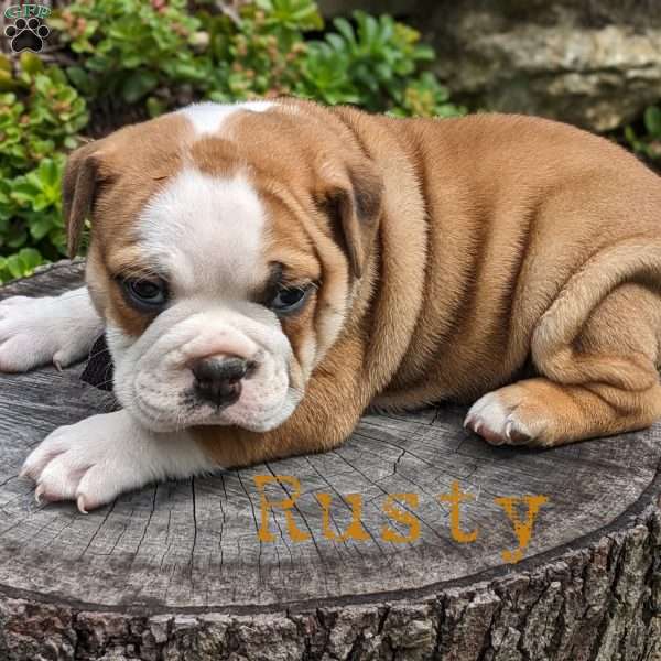 Rusty, Beabull Puppy