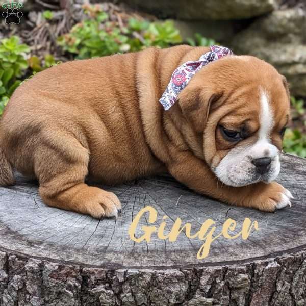 Ginger, Beabull Puppy