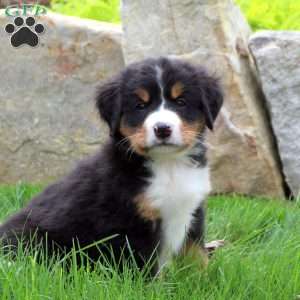 Bernese Mountain Dog Puppies For Sale - Greenfield Puppies