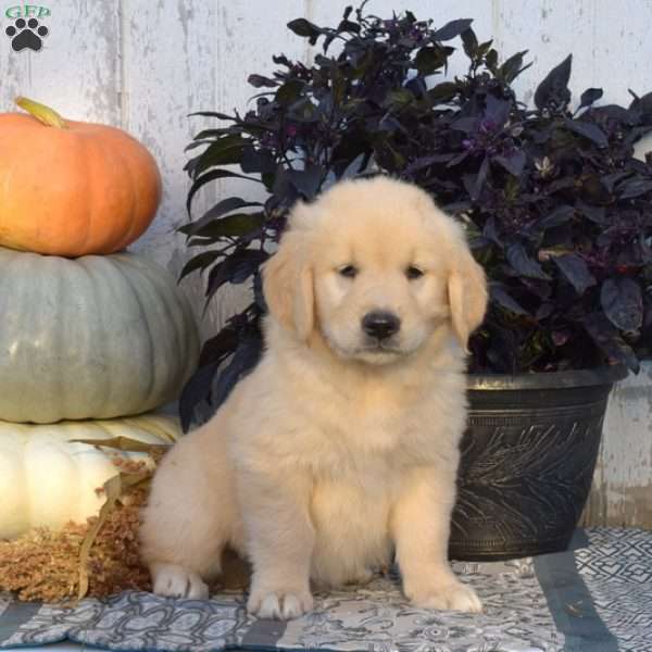Major, Golden Retriever Puppy