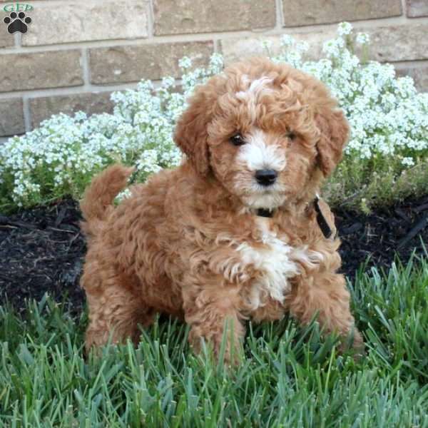 Marlow, Mini Labradoodle Puppy
