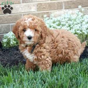 Marlow, Mini Labradoodle Puppy