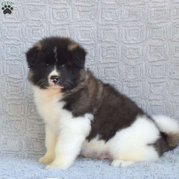 Maverick, Akita Puppy