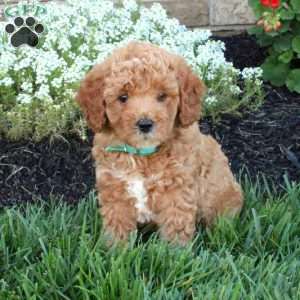 Mini Labradoodle Puppies For Sale | Greenfield Puppies