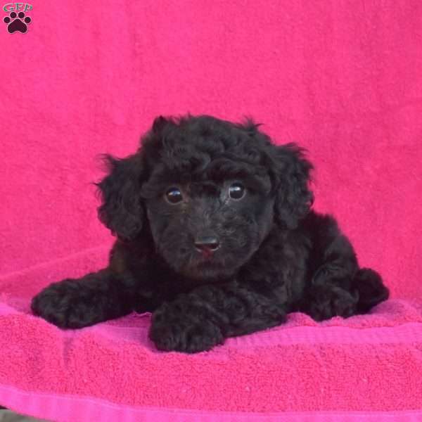 Murph, Bich-poo Puppy