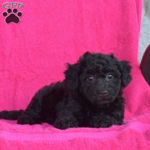 Murph, Bich-poo Puppy