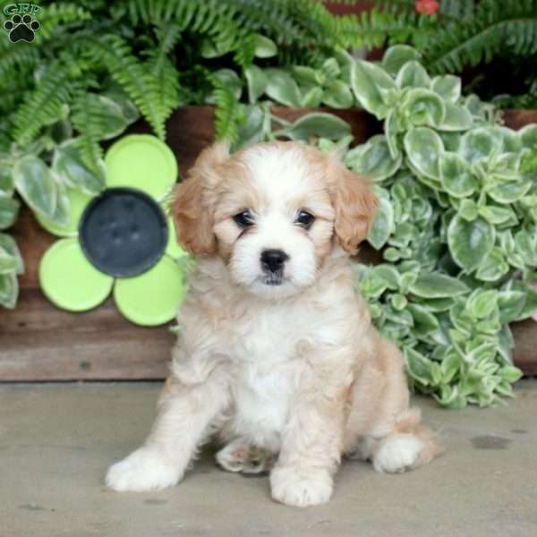Nora, Cavalier King Charles Mix Puppy