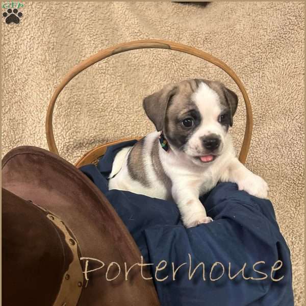 Porterhouse, Shih Tzu Mix Puppy