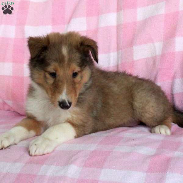 Pansy, Collie Puppy
