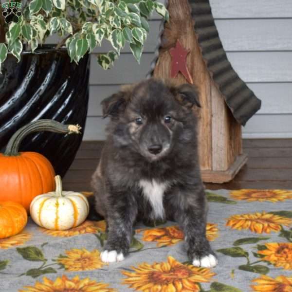 Panther, Border Collie Mix Puppy