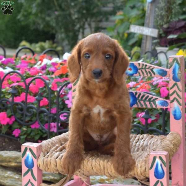 Parker, Cavapoo Puppy