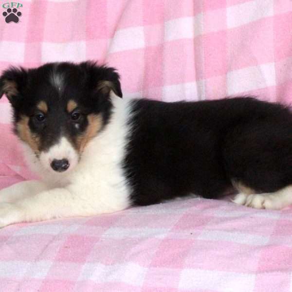 Pearl, Collie Puppy