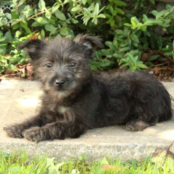 Pepper, Cairn Terrier Puppy