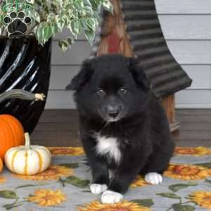 collie pomeranian mix