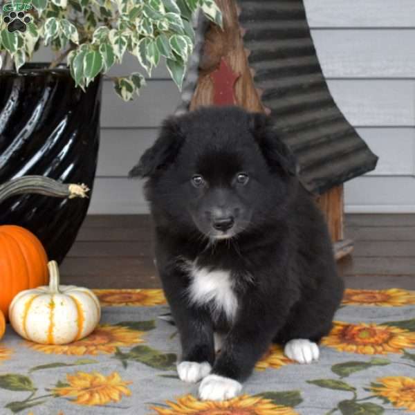 Pepermint, Border Collie Mix Puppy
