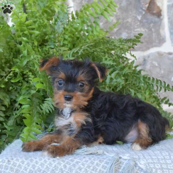 Pickles, Yorkie Puppy