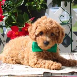 Pikachu, Miniature Poodle Puppy