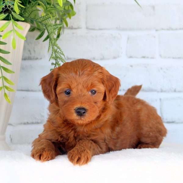 Pixie, Mini Goldendoodle Puppy