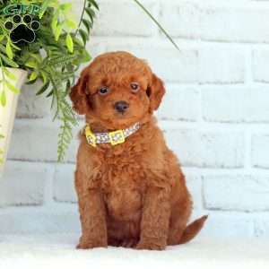 Pogo, Mini Goldendoodle Puppy