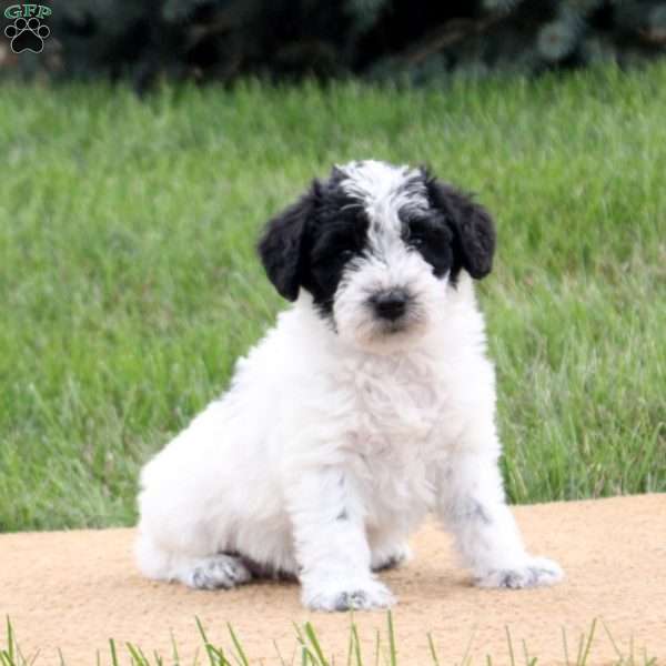 Polly, Mini Schnoodle Puppy